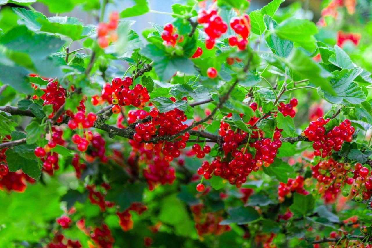 Agroturystyka Sikorki Lubomierz  외부 사진